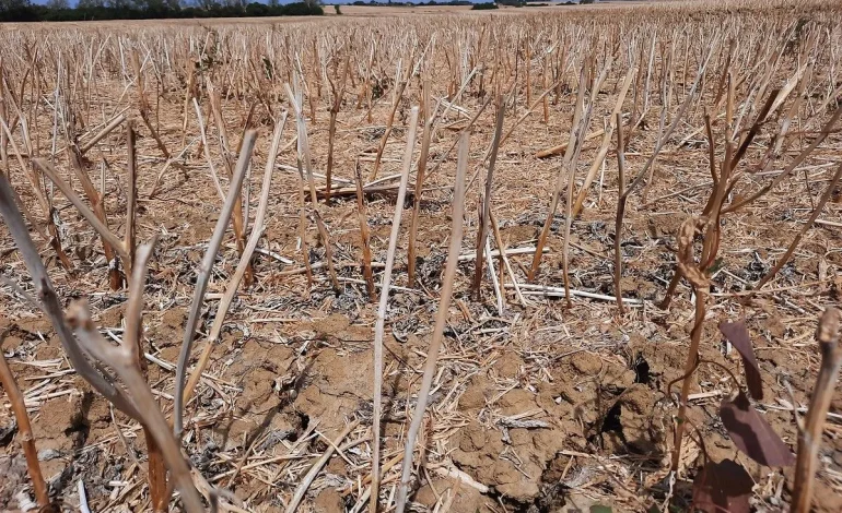Les vignes en souffrance face à la sécheresse estivale : une récolte en péril