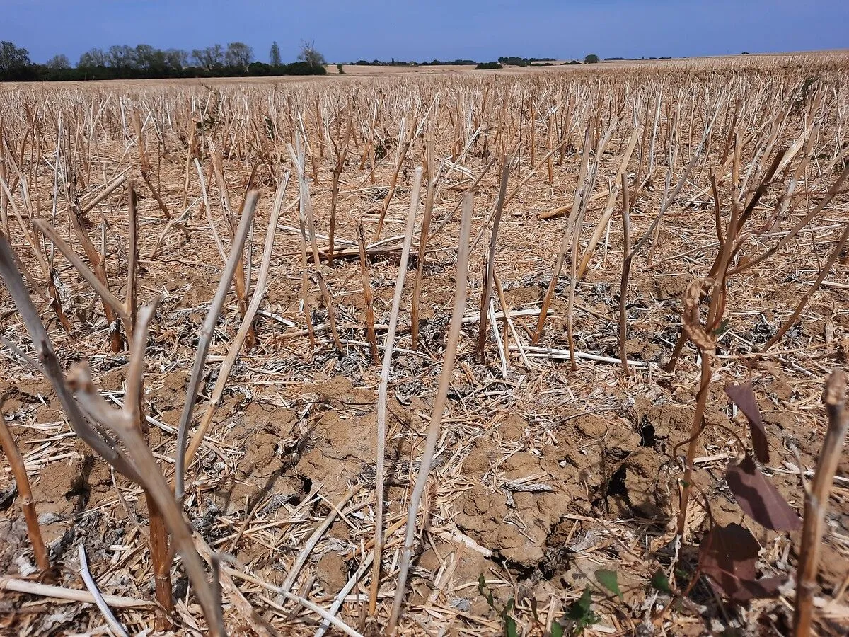 Les vignes en souffrance face à la sécheresse estivale : une récolte en péril