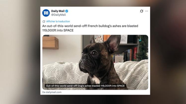Un dernier voyage céleste pour Oscar, le bouledogue français