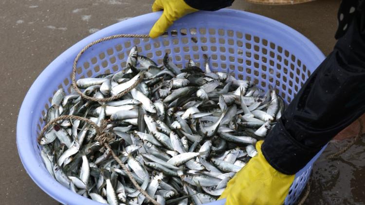 Mort massive de sardines en Afrique du Sud : les causes et conséquences