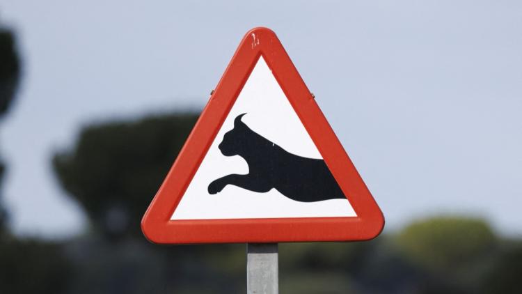 Des panneaux pour protéger les lynx dans le Jura