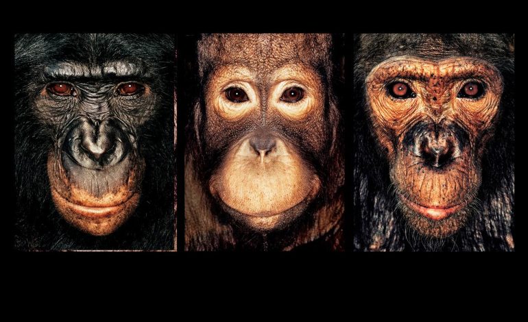 Rencontres d’Arles : Deux siècles de regard humain sur les animaux