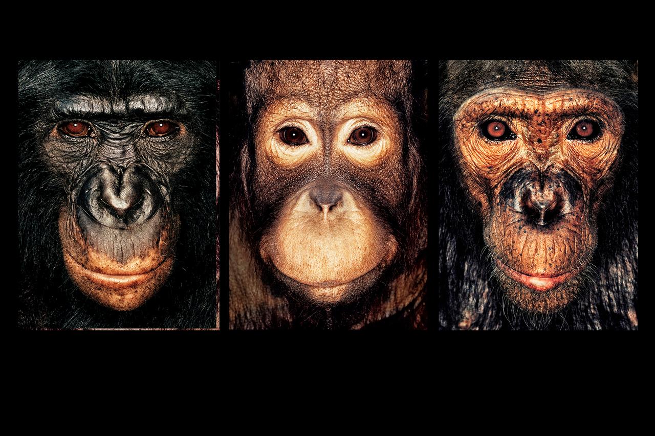 Rencontres d’Arles : Deux siècles de regard humain sur les animaux