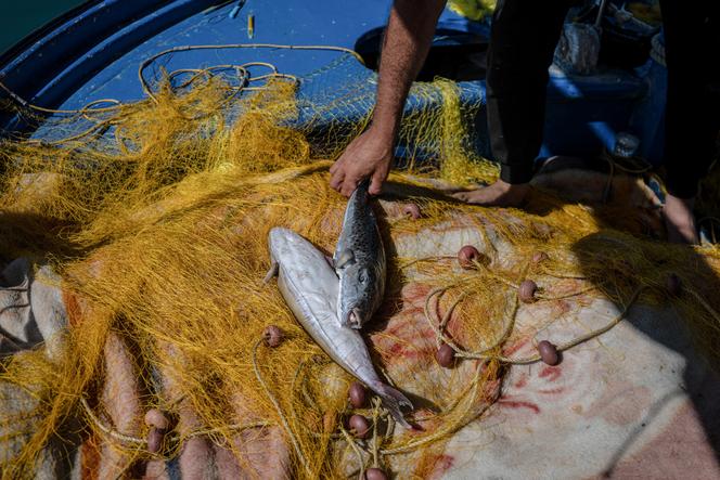 Prolifération du Lagocephalus sceleratus en Grèce