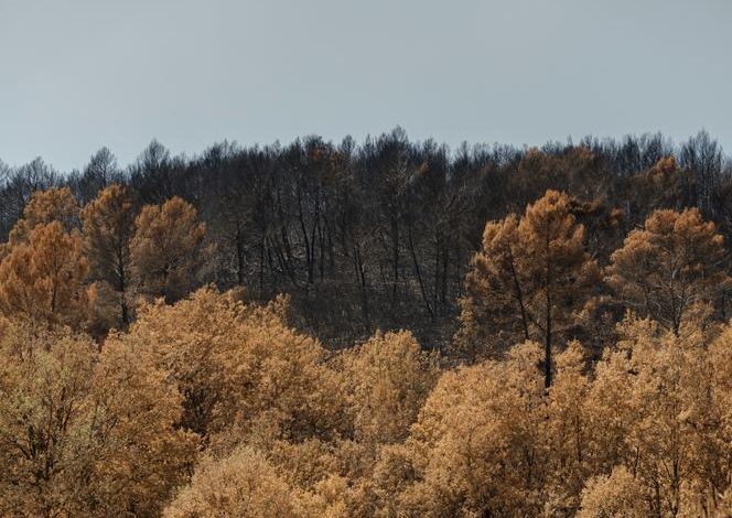 La régénération des forêts après les incendies dans le massif du Gros Bessillon