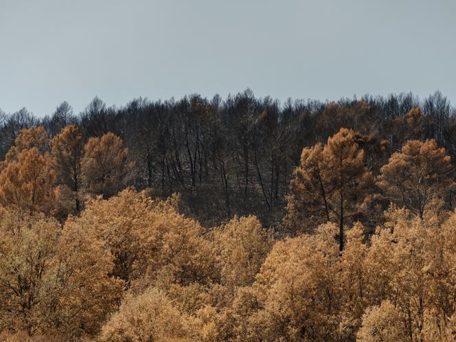 La régénération des forêts après les incendies dans le massif du Gros Bessillon