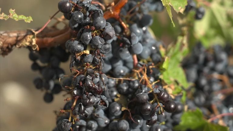 Les vendanges avancées en Gironde suite aux intempéries