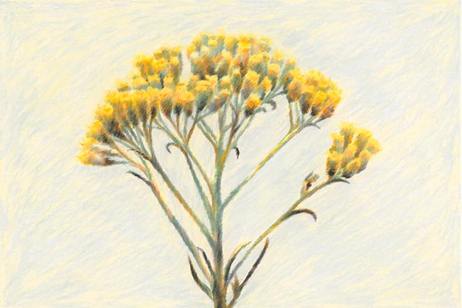 L&rsquo;immortelle et son rôle en parfumerie