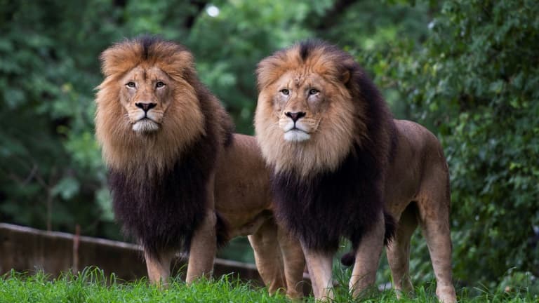 Chaleur extrême au Japon : des lions de zoo affectés