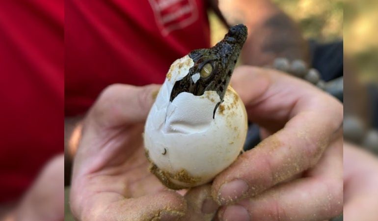 Naissance exceptionnelle de crocodiles à la Ferme de Pierrelatte