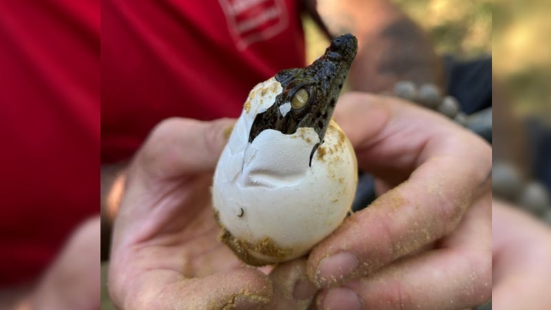 Naissance exceptionnelle de crocodiles à la Ferme de Pierrelatte