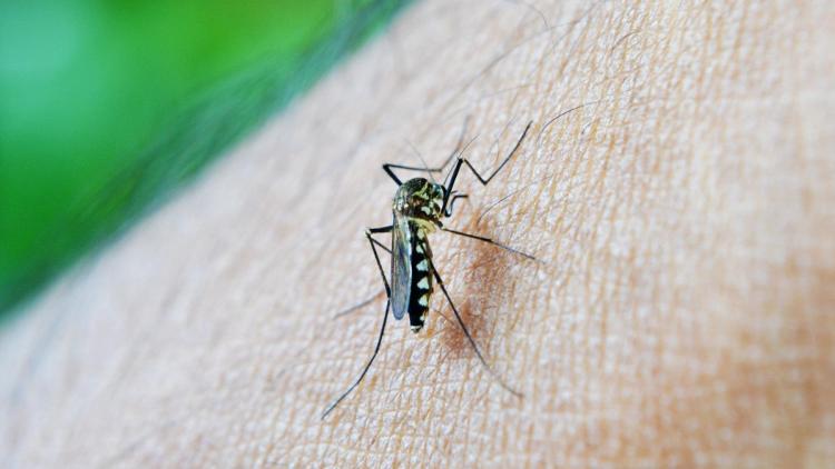 Le moustique tigre menace la France : une expansion inquiétante d&rsquo;ici 2085