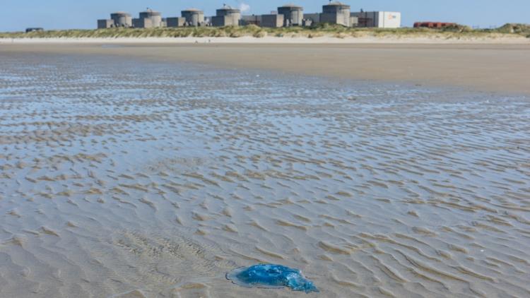 Gravelines : interruption de réacteurs nucléaires à cause de méduses