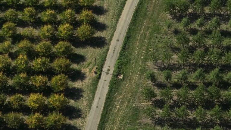 Les agriculteurs du Lot-et-Garonne se tournent vers les amandiers pour s&rsquo;adapter au climat