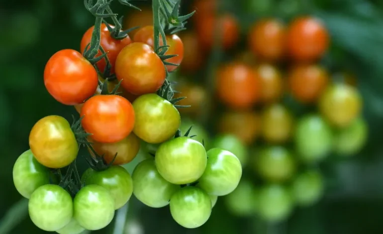 La tomate : une histoire culinaire et climatique
