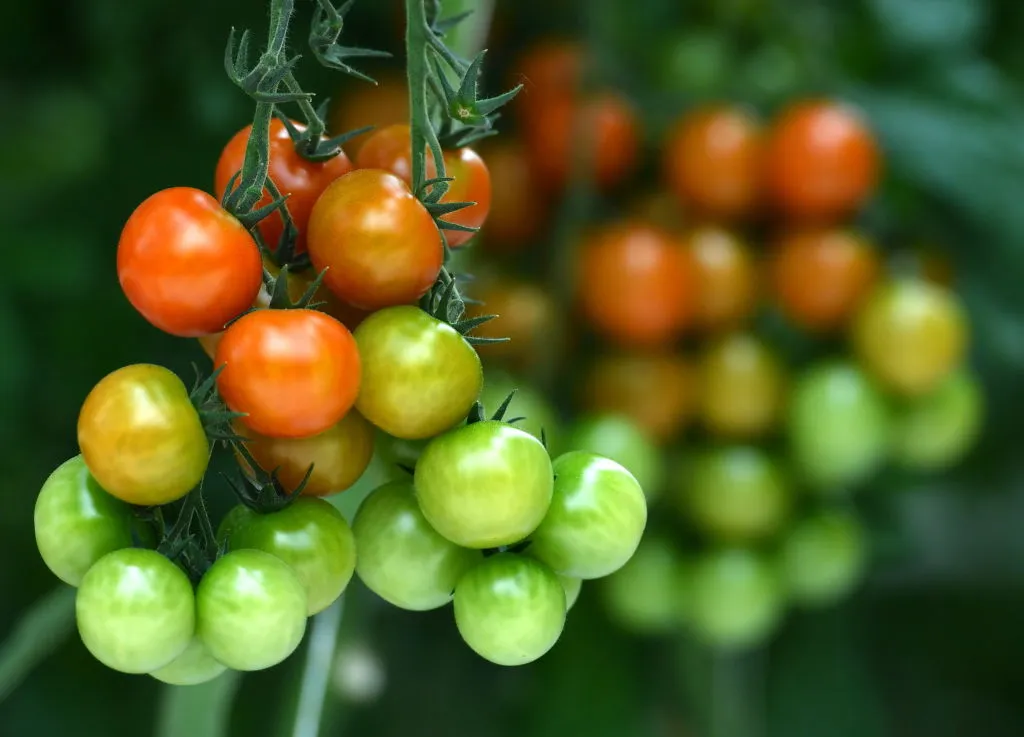 La tomate : une histoire culinaire et climatique