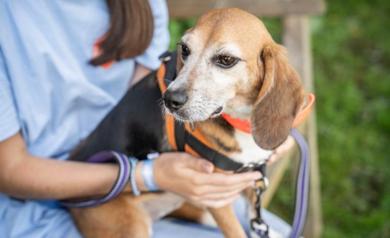 Retraite pour Animaux de Laboratoire : Un Pas Vers Réhabilitation