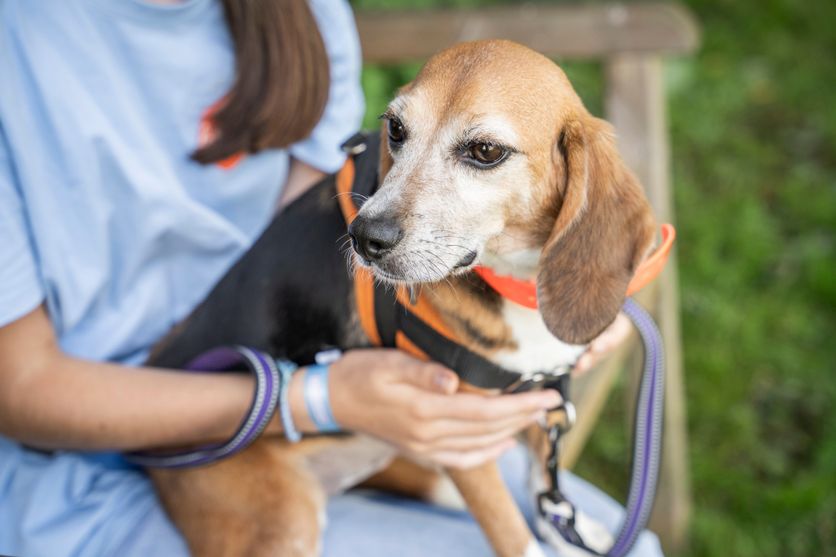 Retraite pour Animaux de Laboratoire : Un Pas Vers Réhabilitation