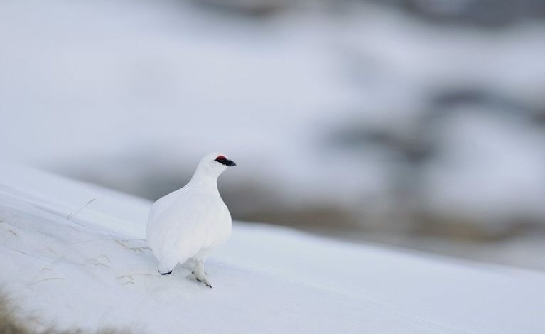 Le lagopède alpin et le grand tétras : nouvelles espèces protégées en France