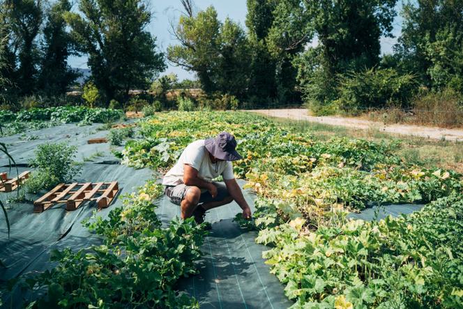 Les impacts économiques de la canicule en France