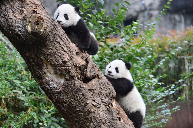 La Chine envoie des pandas géants aux États-Unis dans le cadre de sa diplomatie du panda