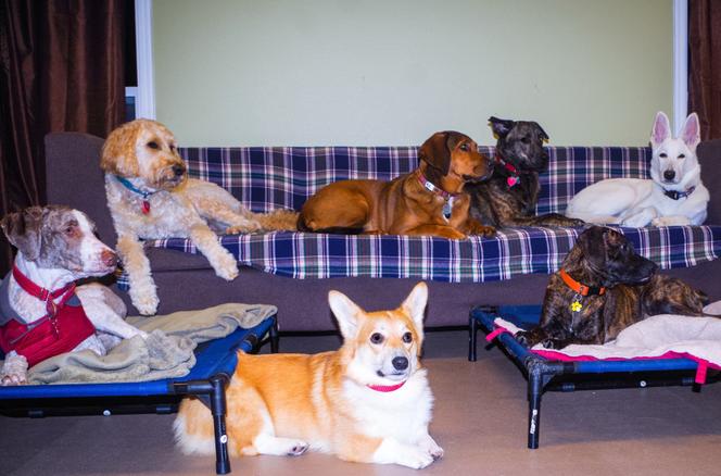L&rsquo;importance des familles d&rsquo;accueil pour animaux