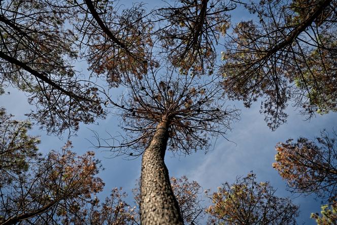 Impact du changement climatique sur les forêts en France