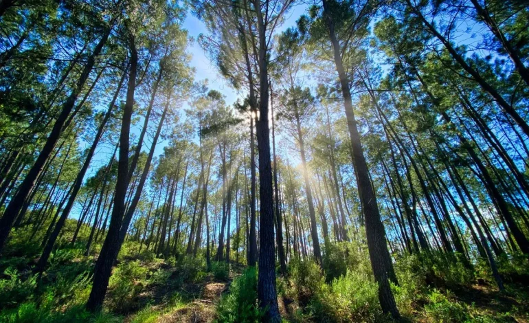 La Forêt au Cinéma: Un Voyage Musical et Visuel