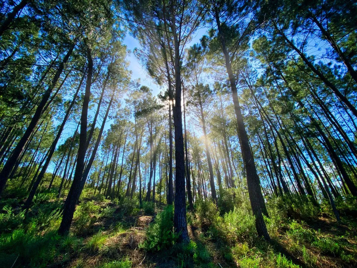 La Forêt au Cinéma: Un Voyage Musical et Visuel