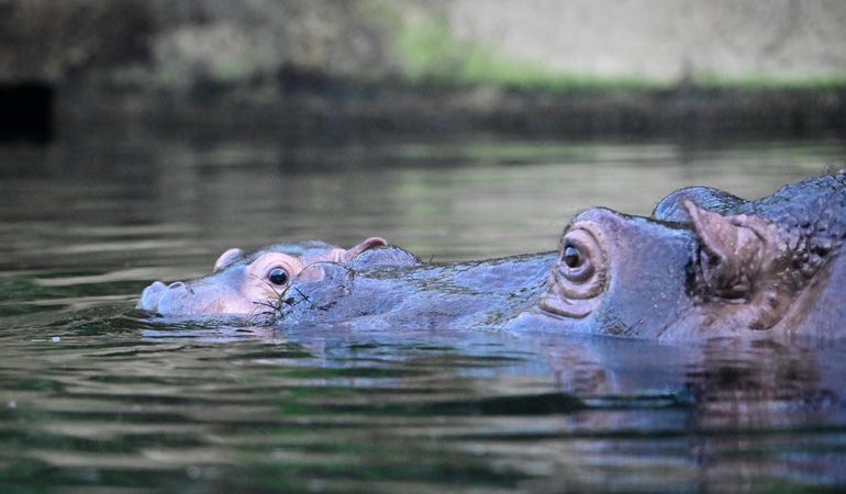 Naissance d&rsquo;un hippopotame au parc Natura Viva de Bussolengo