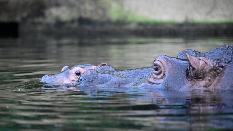 Naissance d&rsquo;un hippopotame au parc Natura Viva de Bussolengo