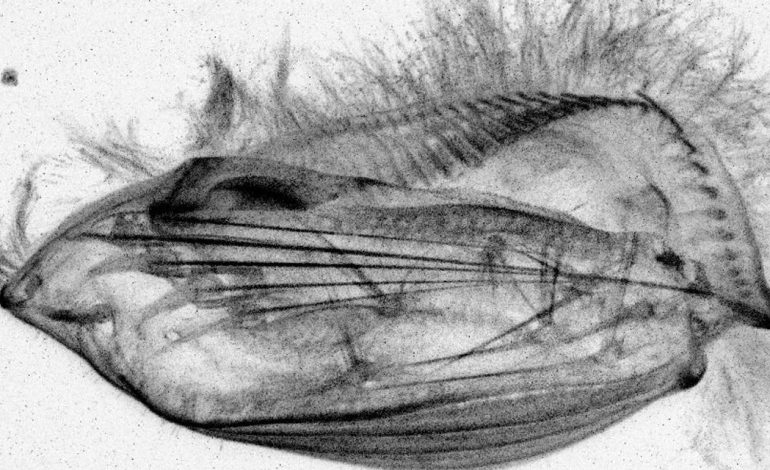 Étude des eucaryotes unicellulaires : un monde microscopique fascinant
