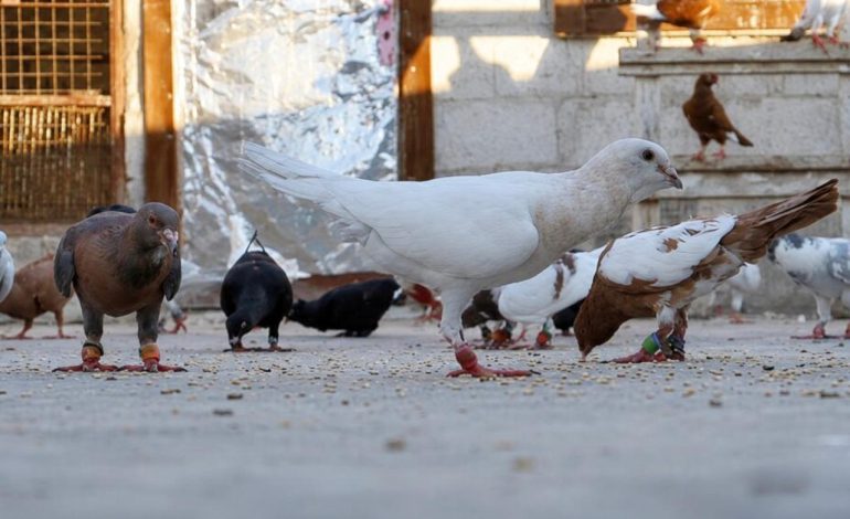 Rafiq, éleveur de pigeons en Syrie : Une passion en temps de guerre