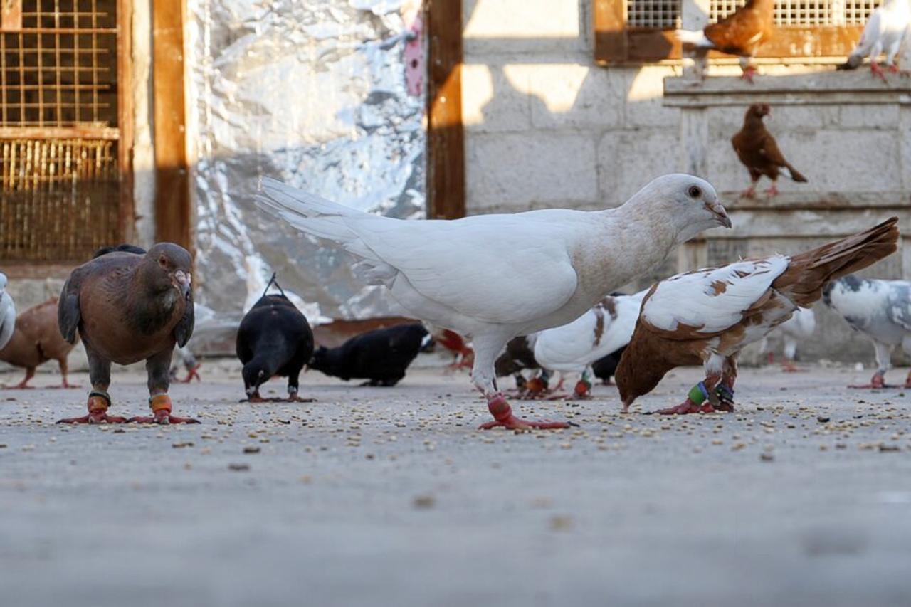 Rafiq, éleveur de pigeons en Syrie : Une passion en temps de guerre