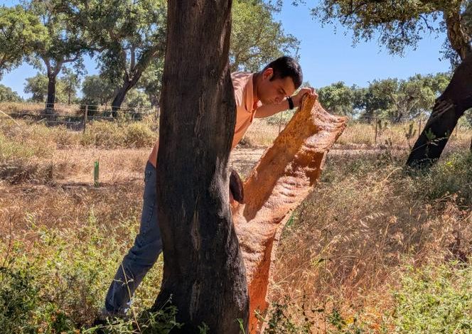 La concurrence sur le marché des bouchons de vin