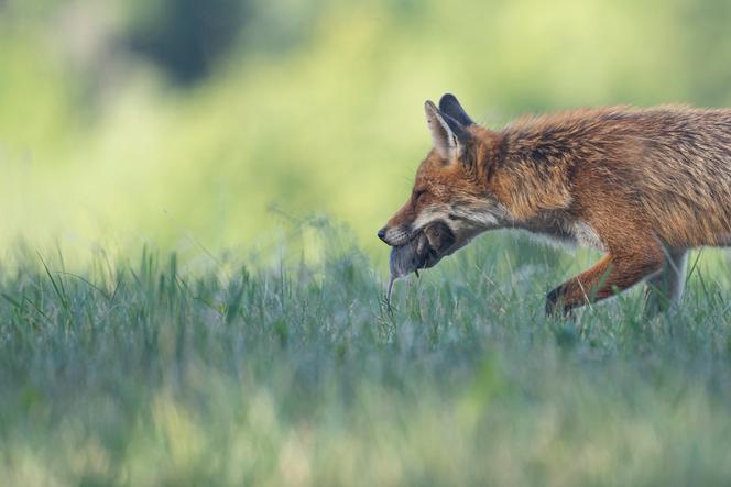 Le rôle du renard dans la gestion des campagnols