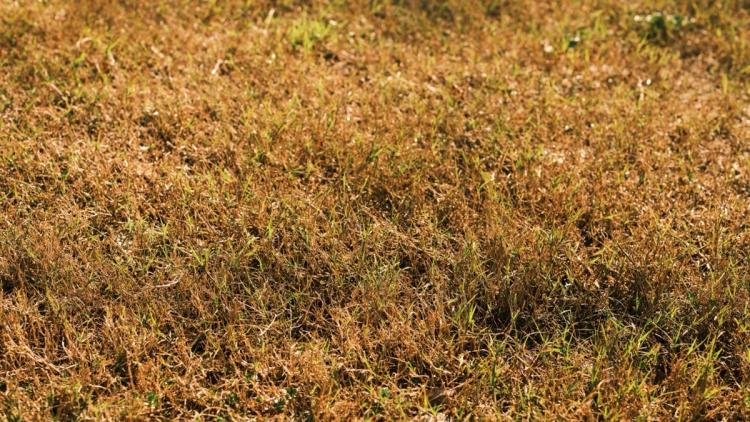 Comment Restaurer Votre Pelouse Après la Canicule