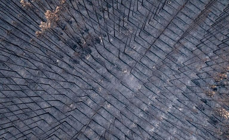 Incendies en Gironde et Landes : quelle replantation pour les pins maritimes ?