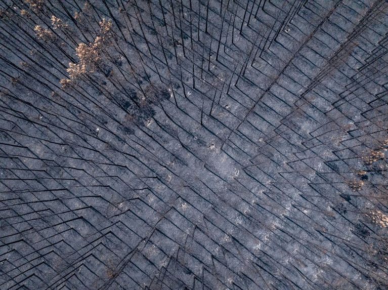 Incendies en Gironde et Landes : quelle replantation pour les pins maritimes ?