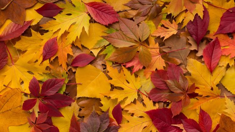 La couleur des feuilles à l&rsquo;automne : un phénomène naturel expliqué