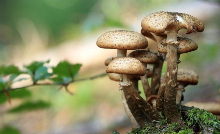 Les Dangers de la Cueillette des Champignons et Comment les Éviter