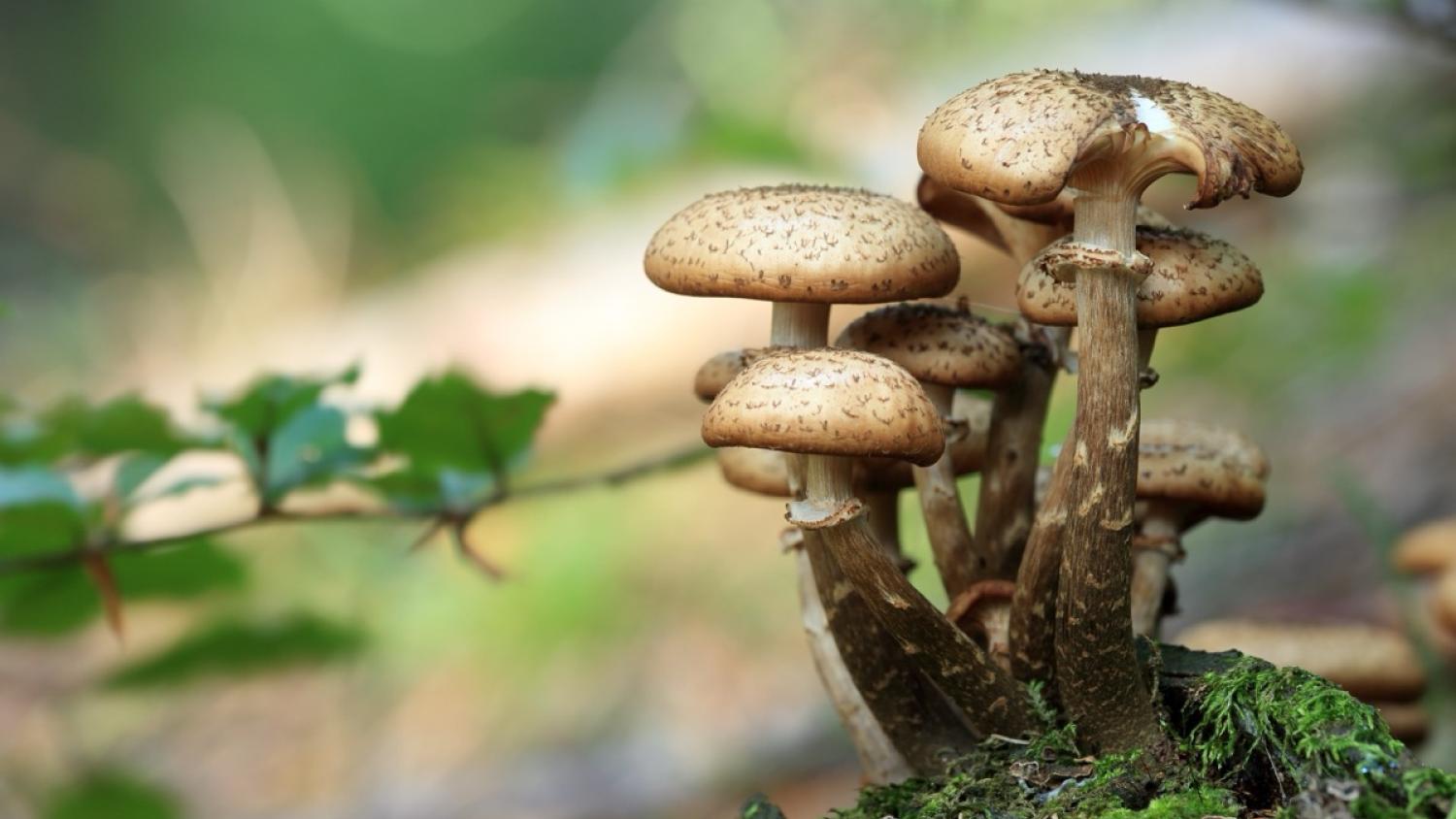 Les Dangers de la Cueillette des Champignons et Comment les Éviter