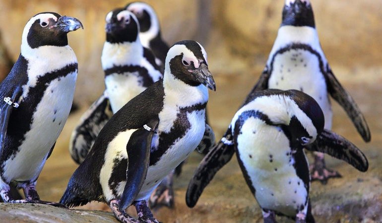 Les manchots du Cap quittent Nausicaá pour rejoindre Le PAL