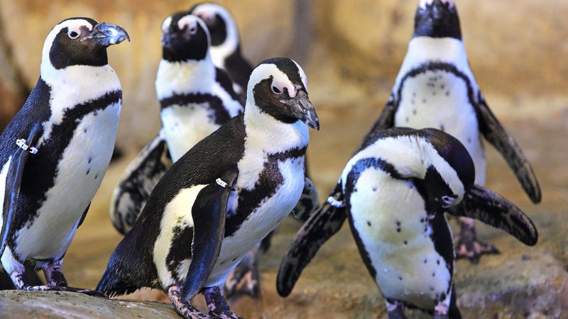 Les manchots du Cap quittent Nausicaá pour rejoindre Le PAL