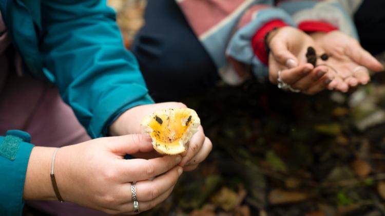 Précautions à Prendre Lors de la Cueillette des Champignons Toxiques