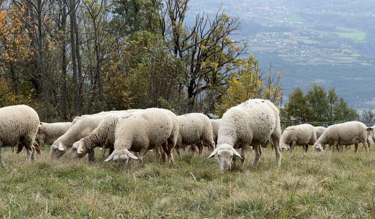 Attaque inédite de loups sur un troupeau de brebis dans le Vercors