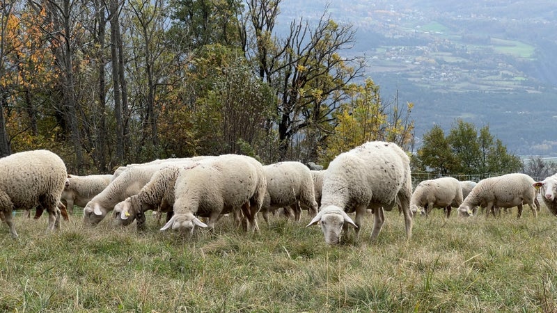 Attaque inédite de loups sur un troupeau de brebis dans le Vercors