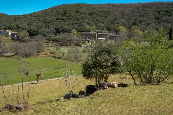 Les conséquences des vagues de chaleur sur l&rsquo;élevage en Cévennes