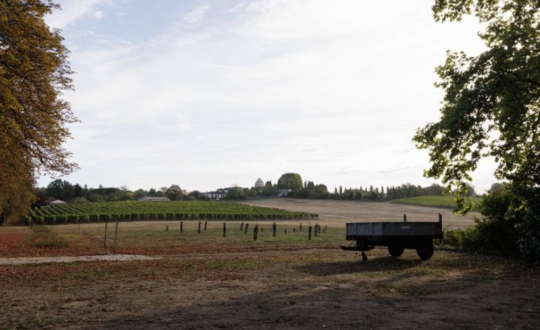 Le renouveau du vignoble bordelais face aux défis du climat