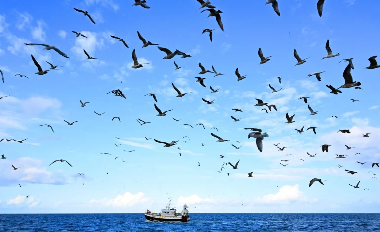 Mission Baltic Sentry : Surveillance Critique dans la Mer Baltique